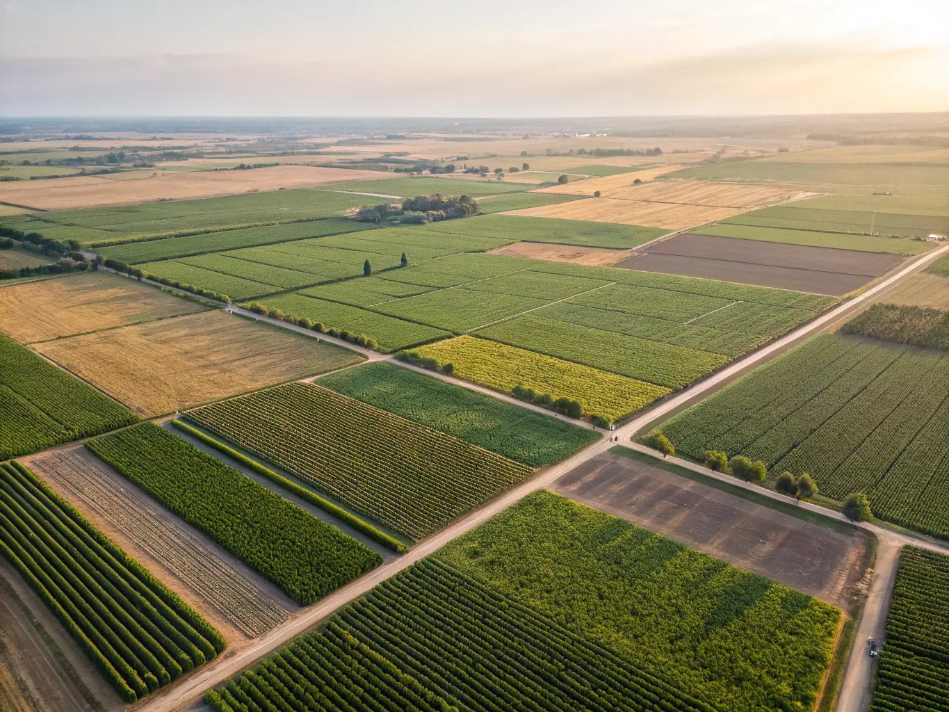 A 360° panoramic view of a sprawling agricultural field, showcasing crop health, irrigation systems, and overall farm layout from a bird's-eye view.